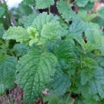 Everything You Need to Know About Lemon Balm Tea and Weight Loss