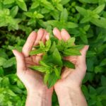 Neem vs Tulsi: Which Ayurvedic herb is better for your skin?