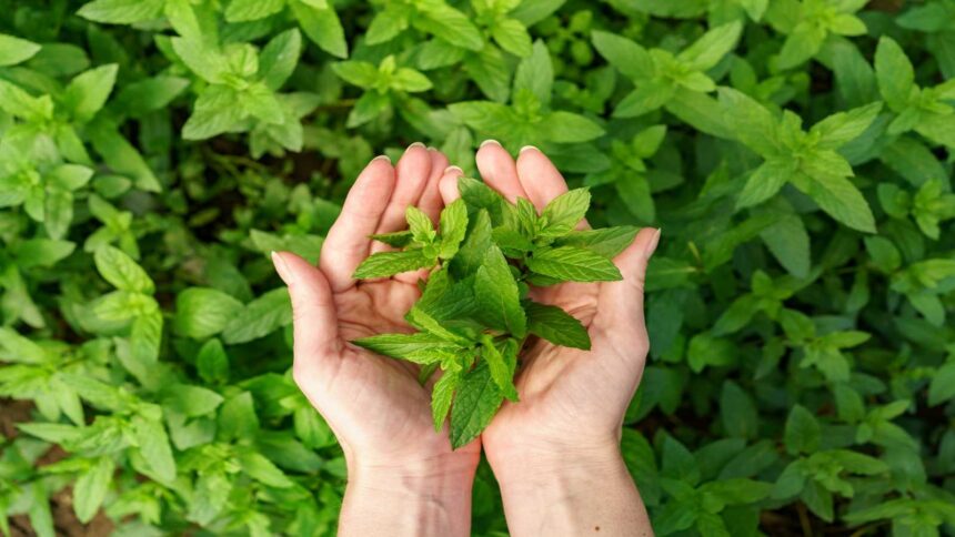 Neem vs Tulsi: Which Ayurvedic herb is better for your skin?