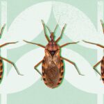 ‘Kissing Bug’ Disease Has Found a Home in the U.S.
