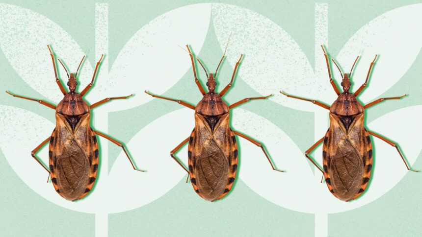 ‘Kissing Bug’ Disease Has Found a Home in the U.S.