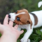US faces surge in rabies cases with 6 deaths in just 1 year: What you need to know to stay safe