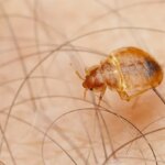 How to Know if You Have Bedbugs