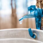What Is Tree Sap and Is It Safe To Eat?