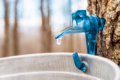 What Is Tree Sap and Is It Safe To Eat?
