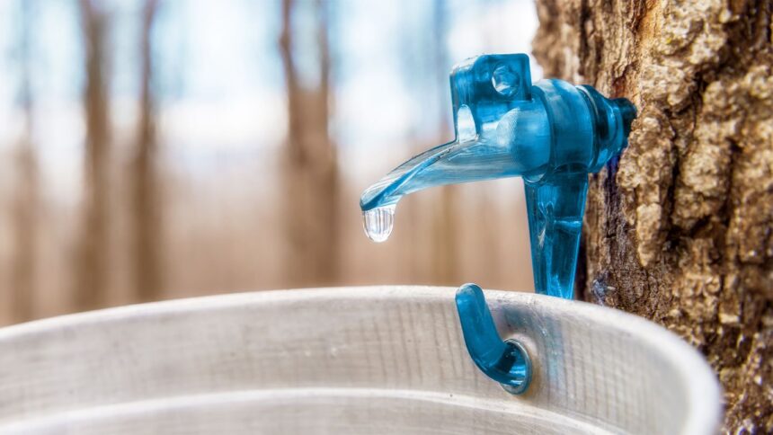 What Is Tree Sap and Is It Safe To Eat?