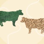 Grass-Fed Butter vs. Regular Butter: Which Is Healthier?