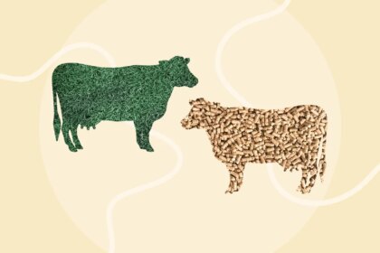 Grass-Fed Butter vs. Regular Butter: Which Is Healthier?