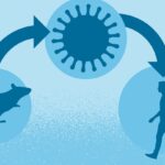 What Is Hantavirus?